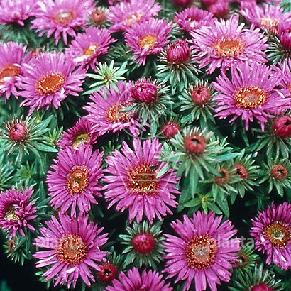 Aster novae angliae 'Purple Dome'