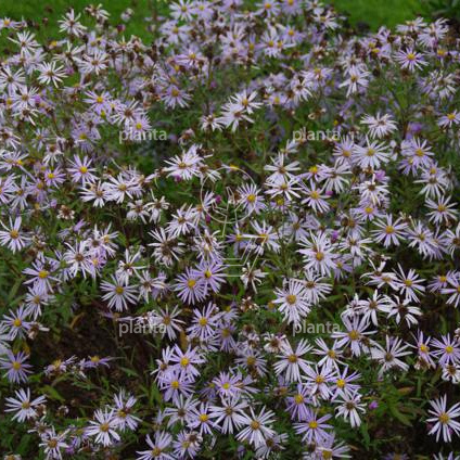 Aster pyrenaeus 'Lutetia'