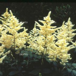 Astilbe x arendsii 'Brautschleier'