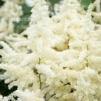 Astilbe japonica 'Deutschland'