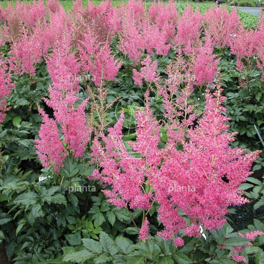 Astilbe japonica 'Rheinland'