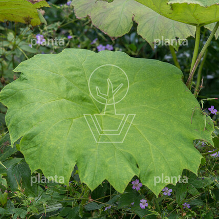 Astilboides tabularis