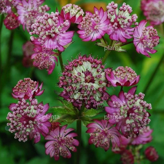 Astrantia 'Moulin Rouge'