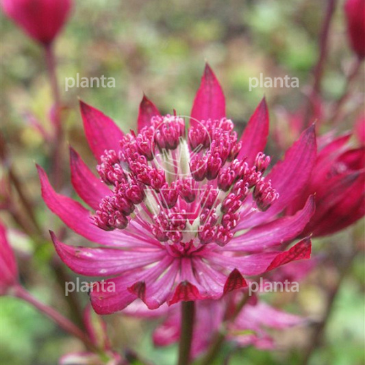 Astrantia major 'Claret'