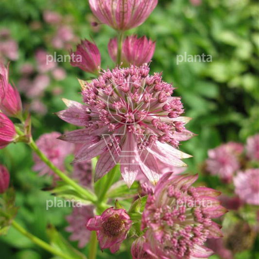 Astrantia major 'Pink Pride'