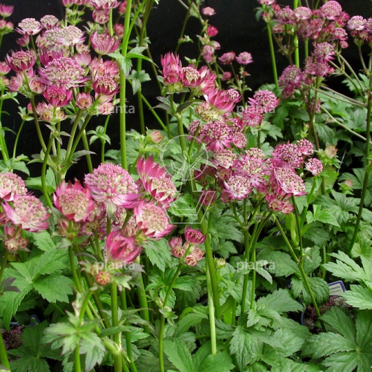 Astrantia major 'Star of Beauty'