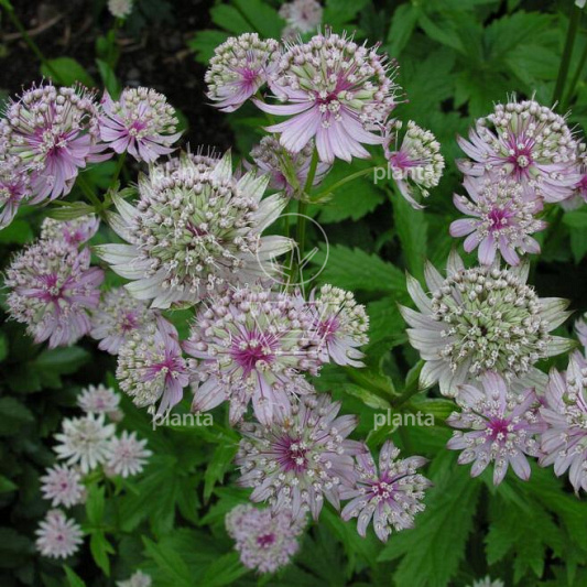 Astrantia major