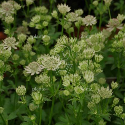 Astrantia major 'Florence' 