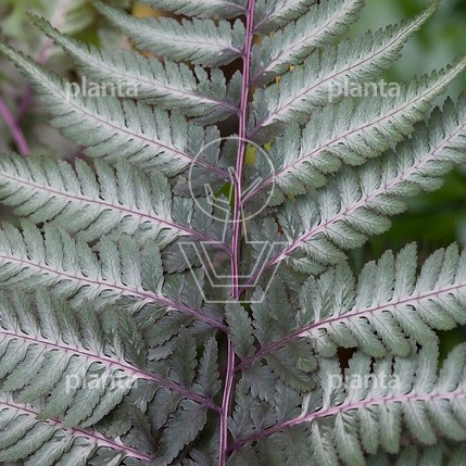 Athyrium niponicum 'Metallicum'