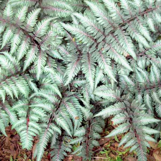 Athyrium nipponicum 'Pictum'