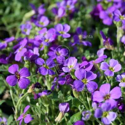 Aubrieta 'Hamburger Stadtpark'