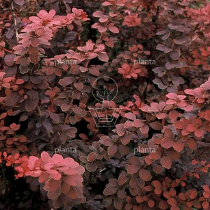 Berberis thunbergii 'Atropurpurea'