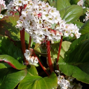 Bergenia 'Bressingham White'