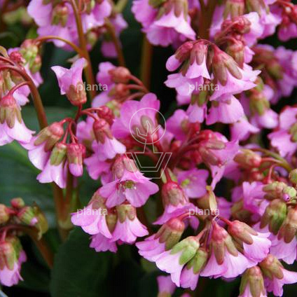 Bergenia 'Rosi Klose'