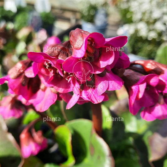 Bergenia cordifolia 'Eroica'