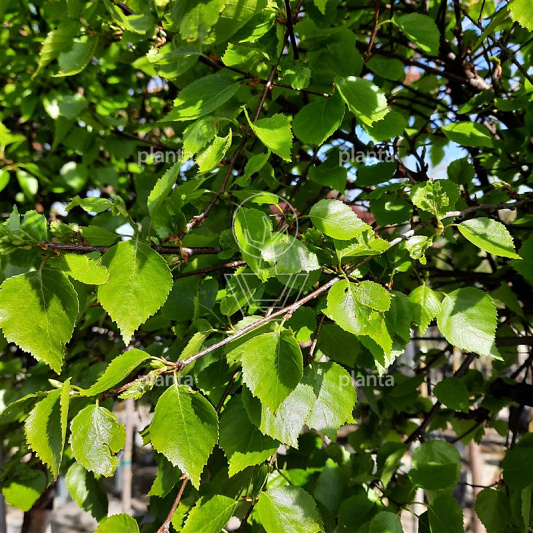 Betula pendula 'Magical Globe'