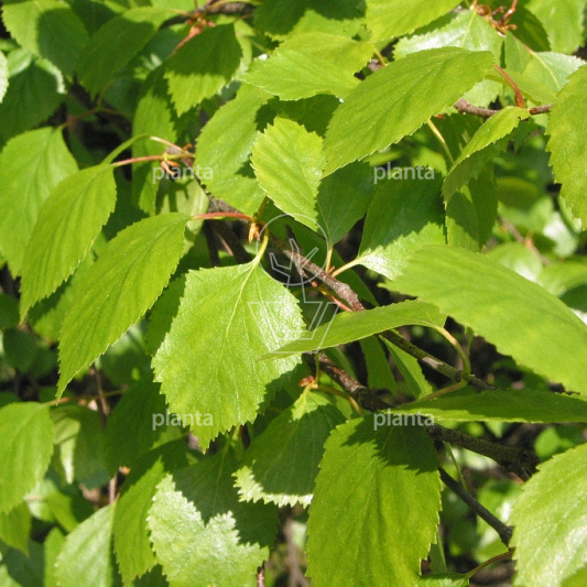 Betula pubescens