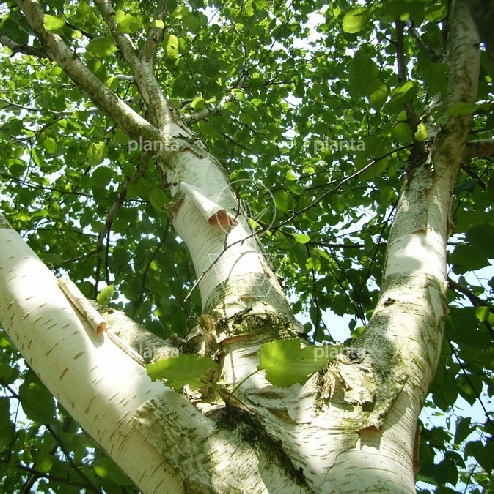 Betula utilis 'Doorenbos'