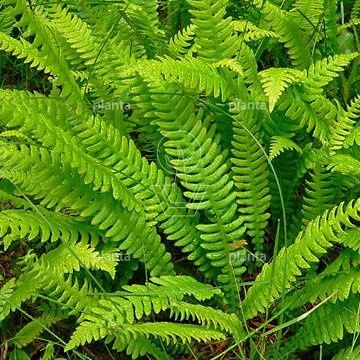 Blechnum spicant