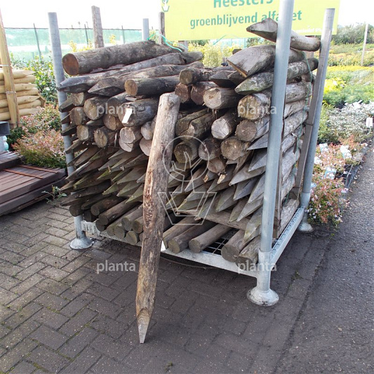 Boompaal Kastanjehout