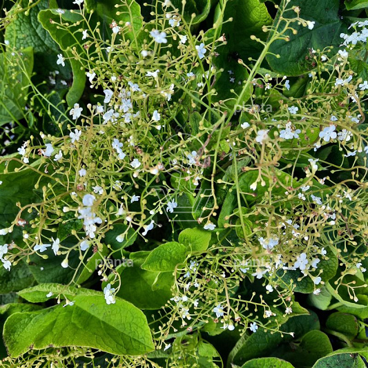 Brunnera macrophylla 'Betty Bowring'
