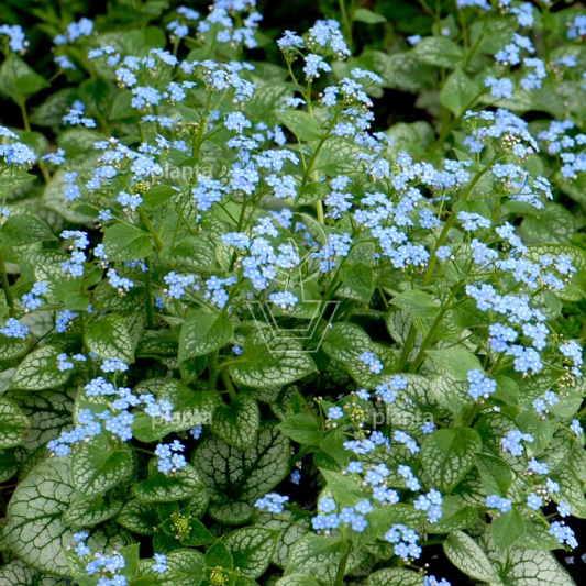 Brunnera macrophylla 'Jack Frost'