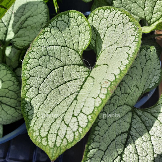 Brunnera macrophylla 'Silver Heart'