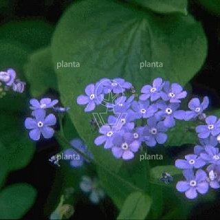 Brunnera macrophylla