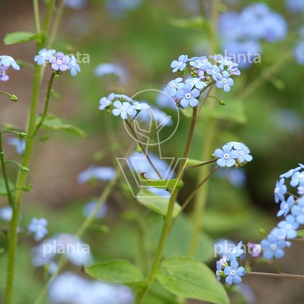 Brunnera macrophylla