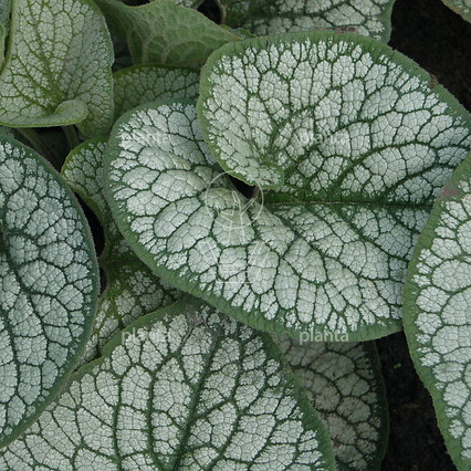 Brunnera macrophylla 'Sea heart'