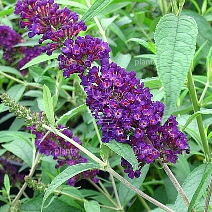 Buddleja davidii 'Black Knight'