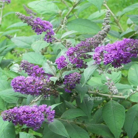 Buddleja davidii 'Blue Chip'