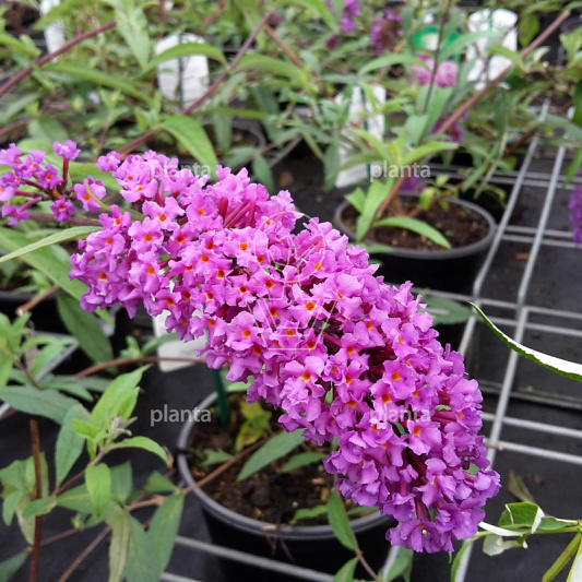Buddleja davidii 'Border Beauty'