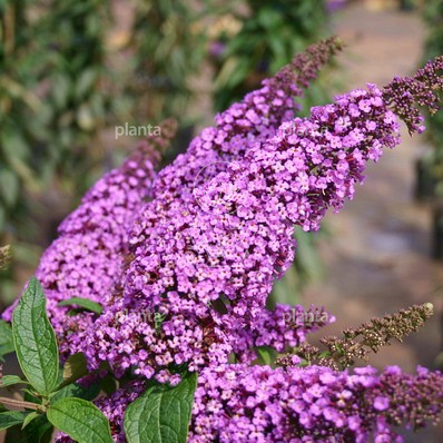 Buddleja davidii 'Ile de France'