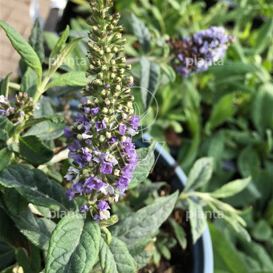 Buddleja davidii 'Lilac Chip'
