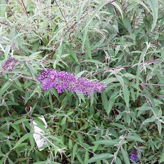 Buddleja davidii 'Nanho Blue'