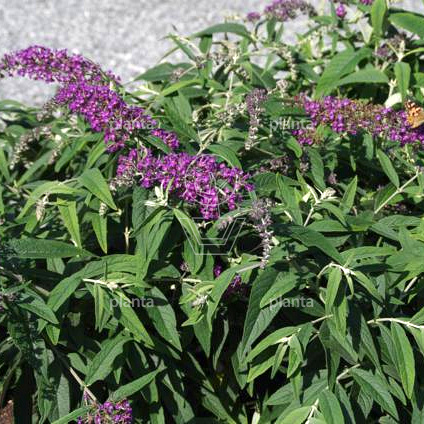 Buddleja davidii 'Purple Chip'