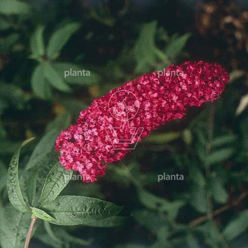 Buddleja d. 'Royal Red'