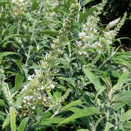 Buddleja davidii 'White Ball'