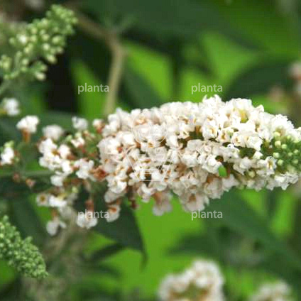 Buddleja davidii 'White Chip'