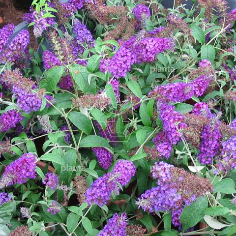 Buddleja davidii Buzz 'Violet'