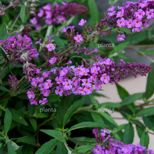 Buddleja davidii Free Petite 'Dark Pink'