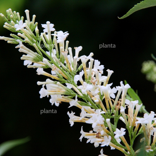 Buddleja davidii Free Petite 'Snow White'