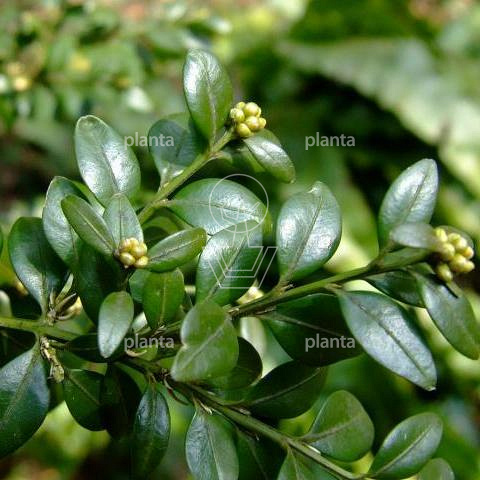 Buxus sempervirens