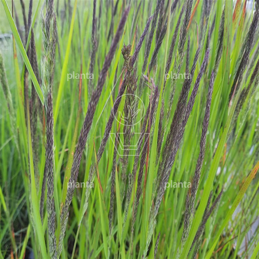 Calamagrostis acutiflora 'Karl Foerster'