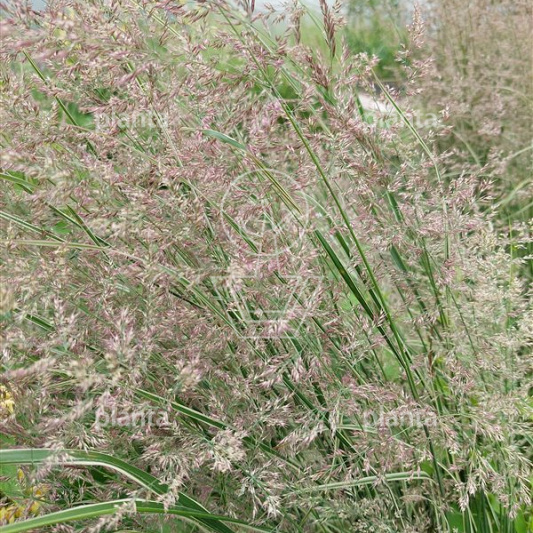 Calamagrostis acutiflora 'Overdam'