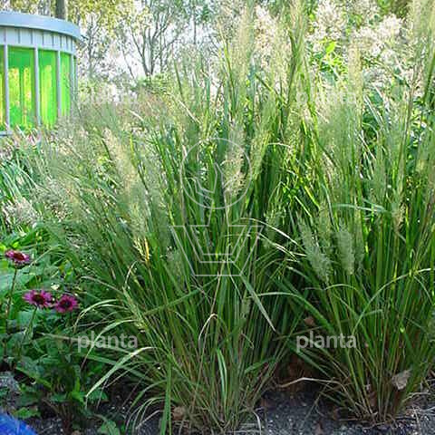 Calamagrostis brachytricha