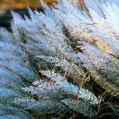 Calamagrostis brachytricha