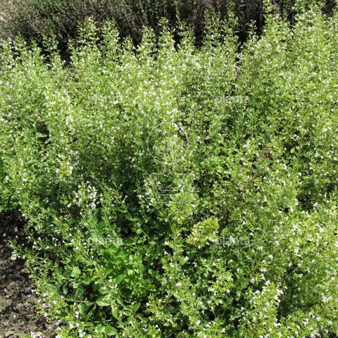Calamintha nepeta 'White Cloud'