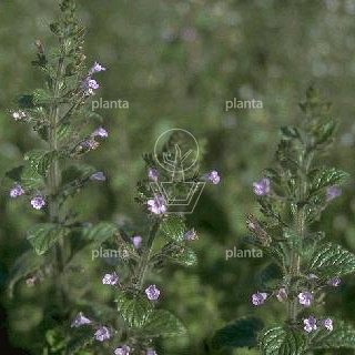 Calamintha nepeta